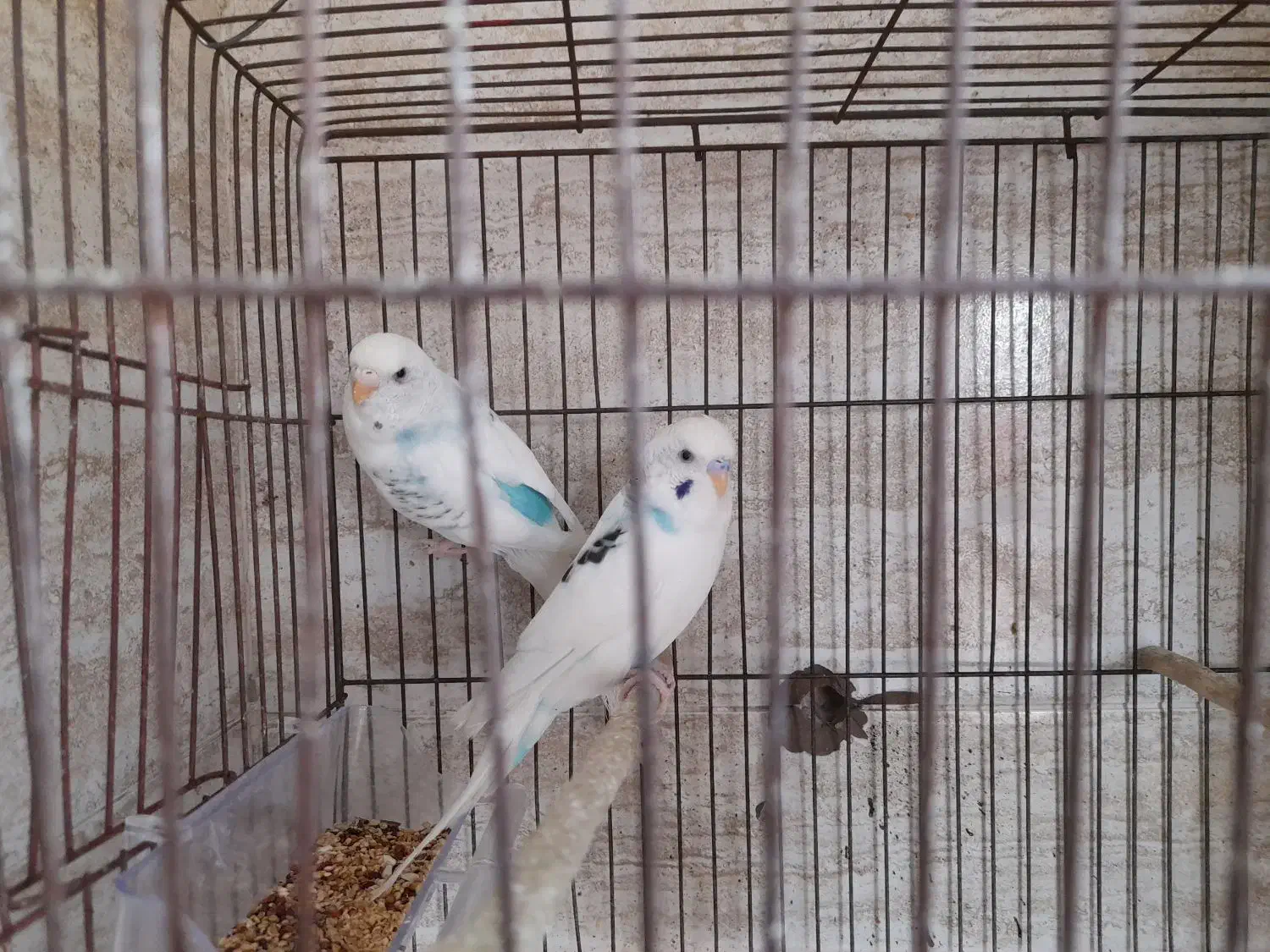 دوجفت مرغ عشق سروحال|پرنده|قدس, شهرقدس|دیوار