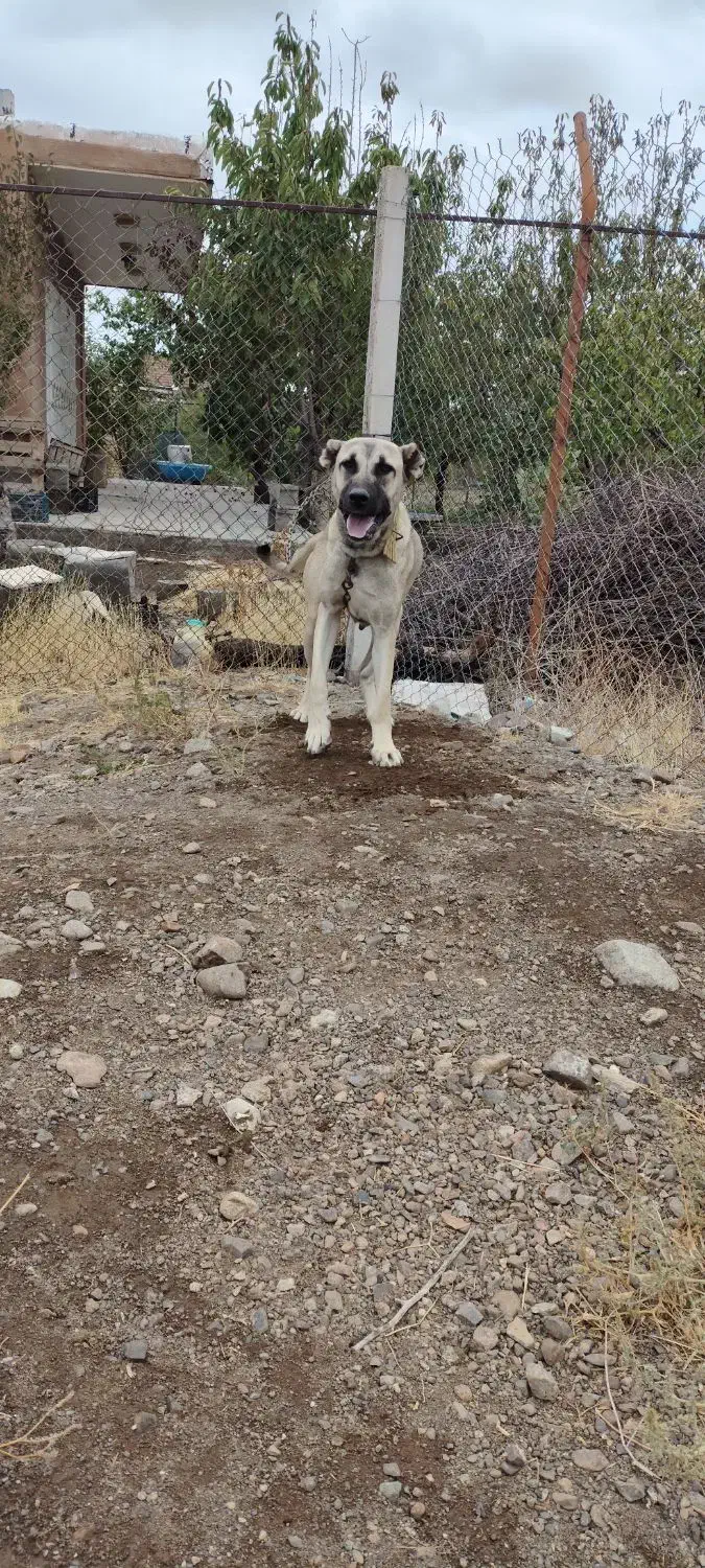 سگ ماده سرابی|سگ|مرند, |دیوار