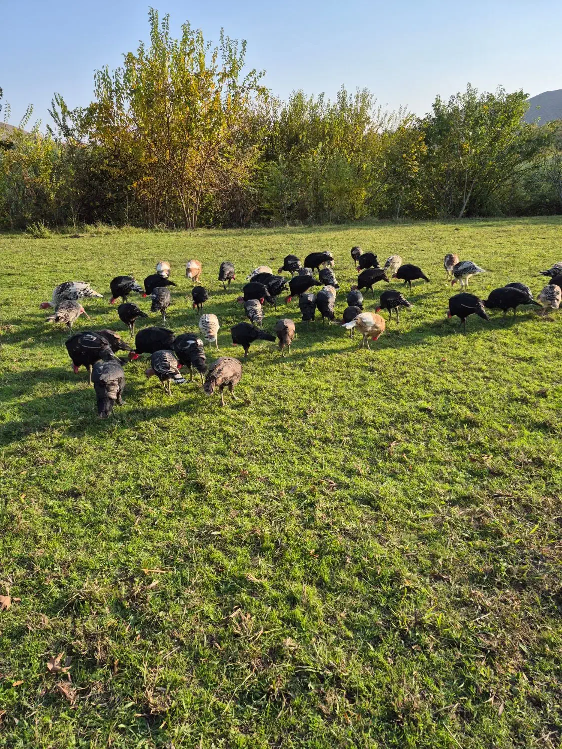 بوقلمو|حیوانات مزرعه|خدا آفرین, |دیوار