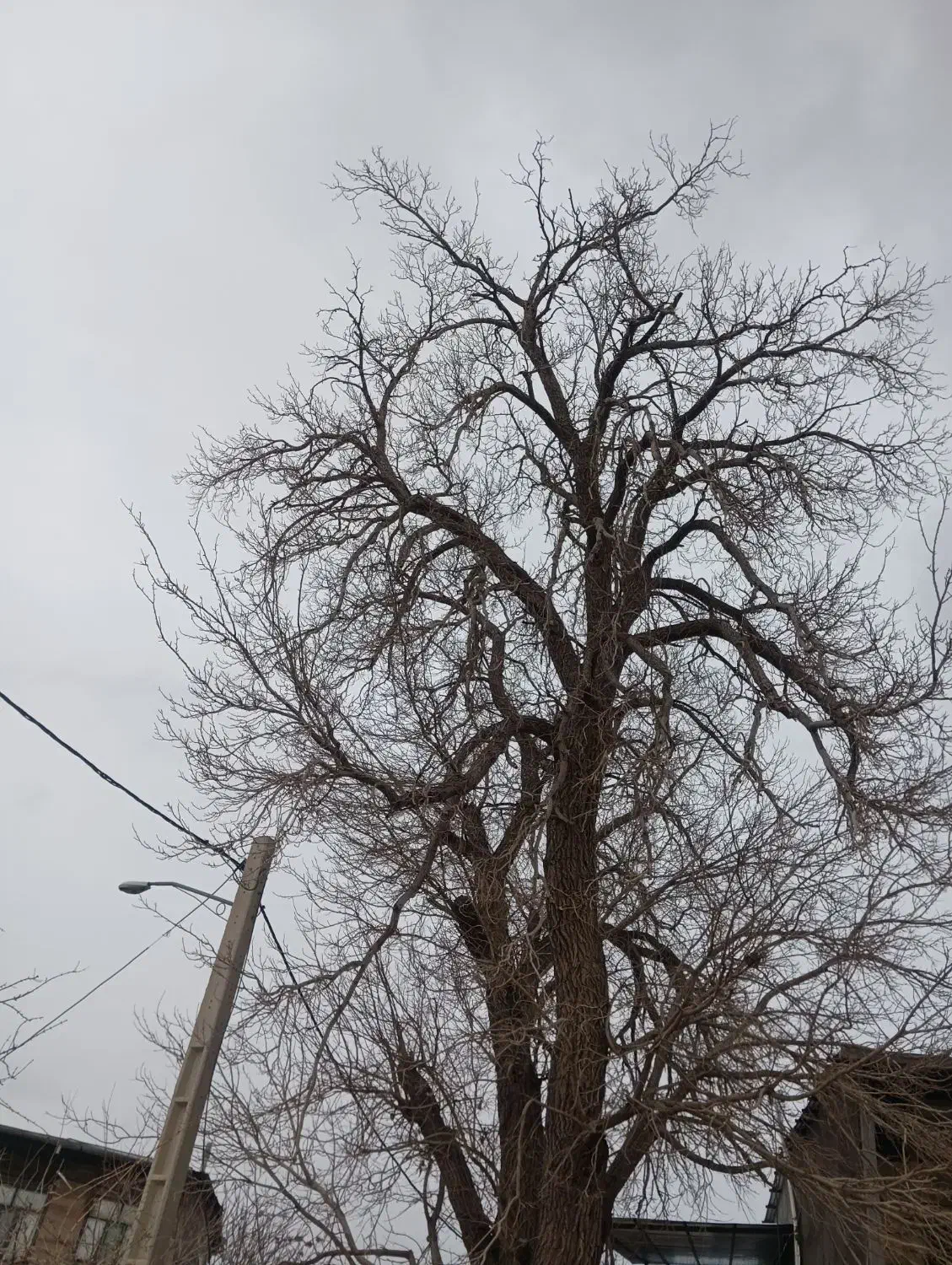 خرید برش درخت و چوب|خدمات باغبانی و درختکاری|محمدیه-قزوین, |دیوار