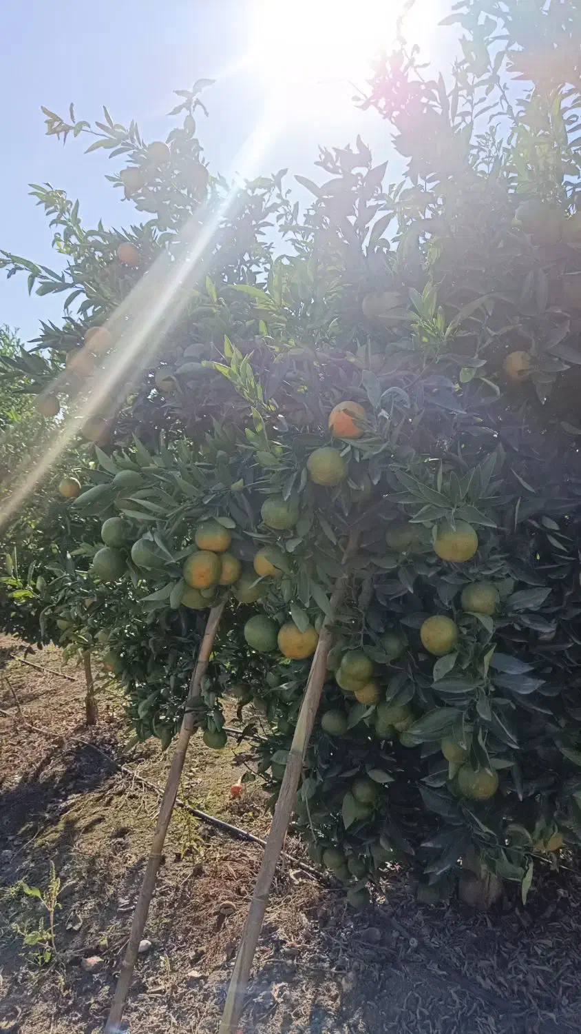 فروش یکجا محصول باغی (نارنگی پیج درجه ۱ )|عمدهفروشی|ری, دولتآباد|دیوار