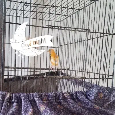 عشق|پرنده|بیرجند, |دیوار