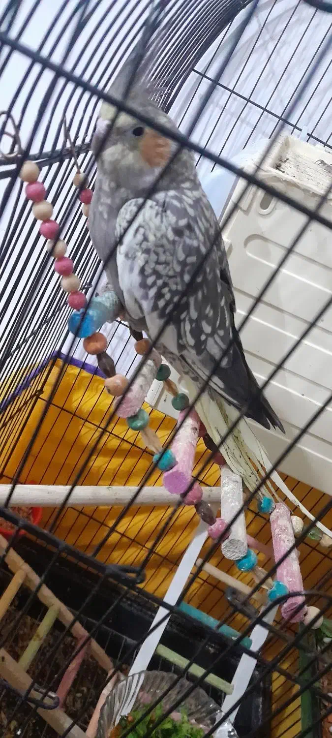 عروس هلندی ماده|پرنده|نهاوند, |دیوار