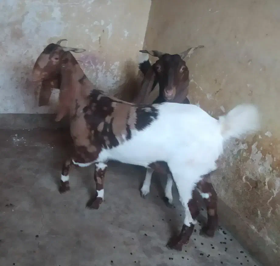 بز نجدی|حیوانات مزرعه|مسجد سلیمان, |دیوار