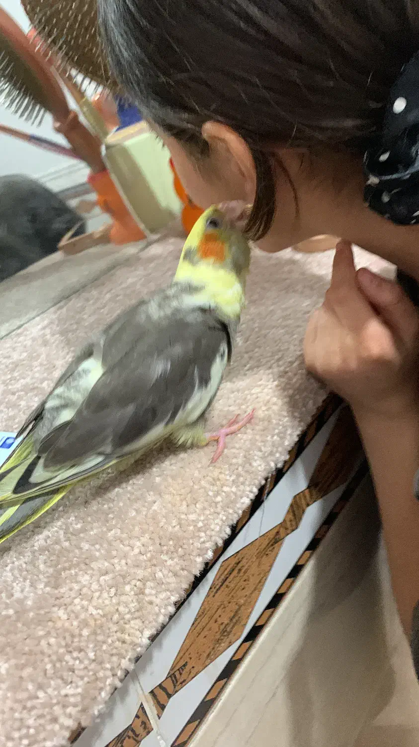 عروس هلندی|پرنده|آبپخش, |دیوار