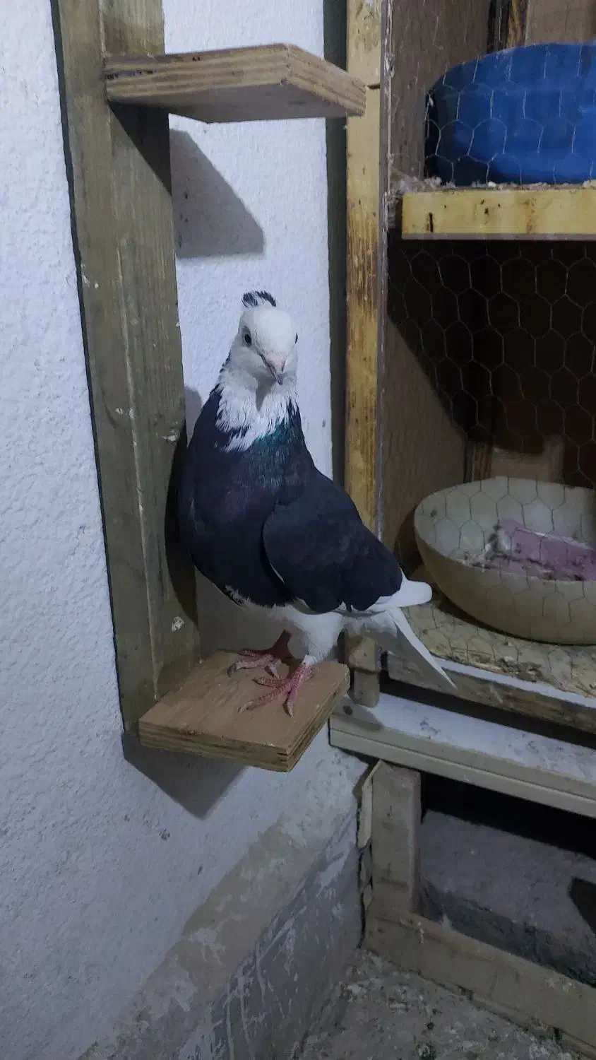 کبوتر رنگی|پرنده|تهران, هاشمی|دیوار