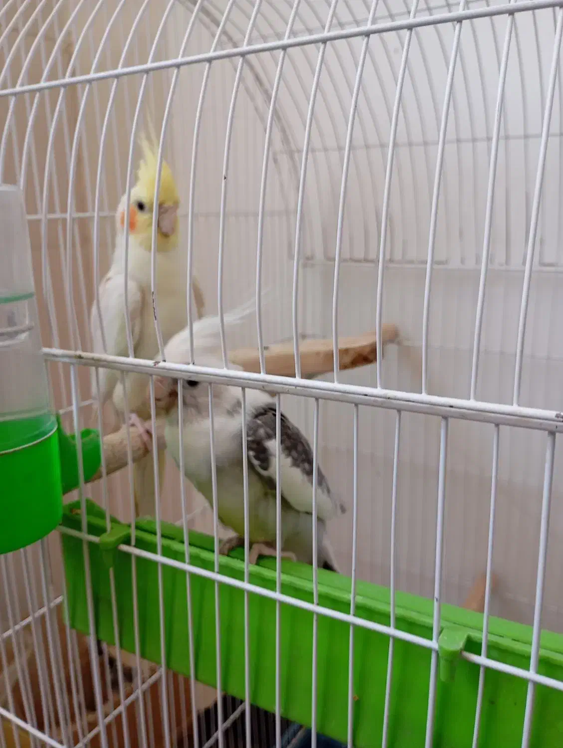 عروس هلندی|پرنده|خواف, |دیوار