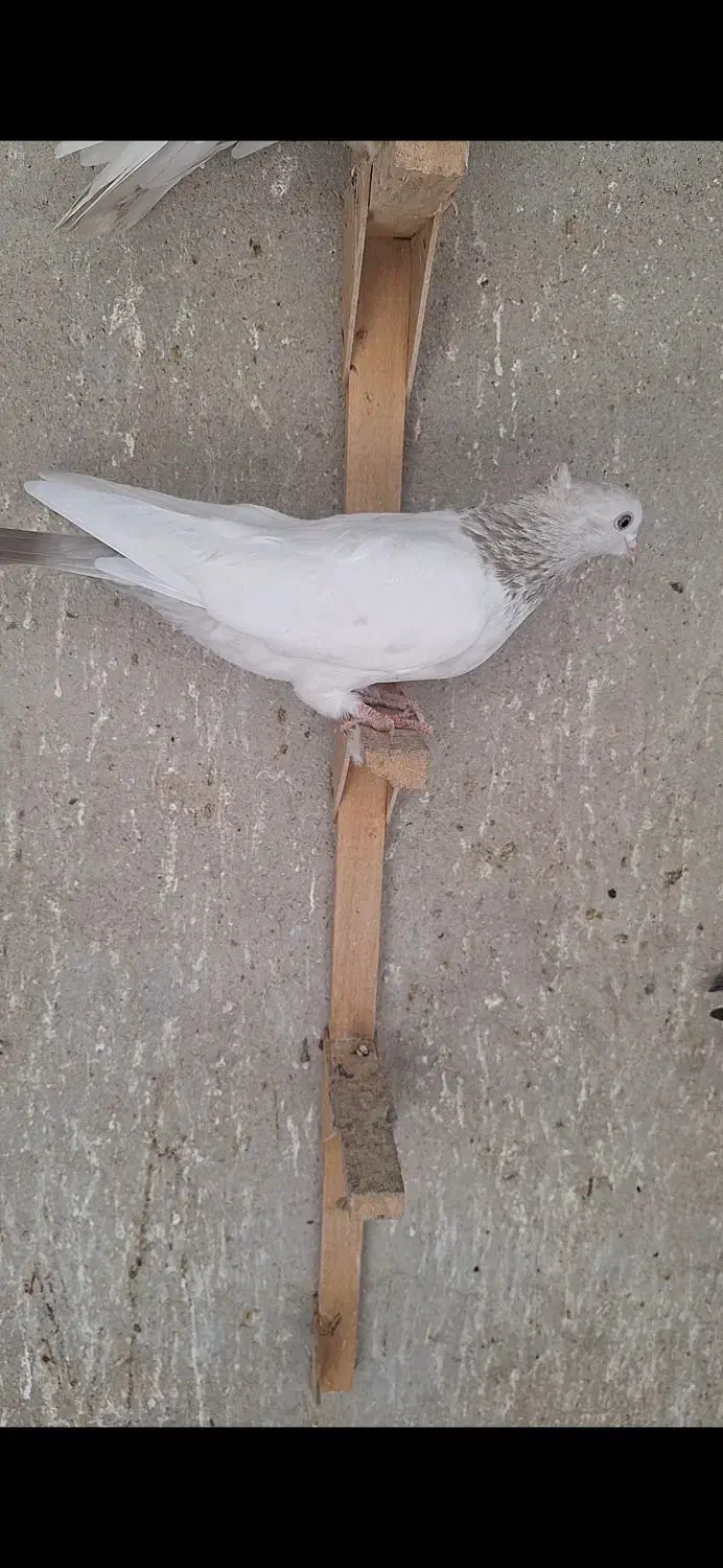 سینه سوسنی|پرنده|شیراز, حومه شیراز|دیوار