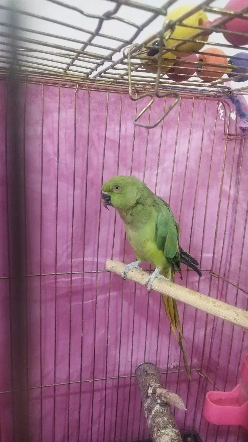 کوتوله وملنگو|پرنده|رفسنجان, |دیوار