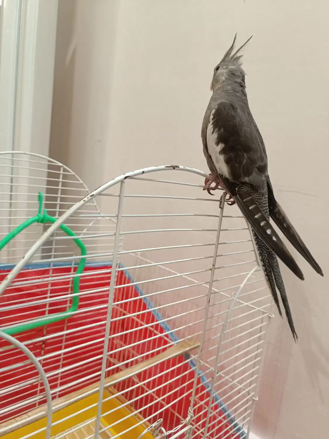 جوجه عروس وایت فیس|پرنده|رشت, پارک شهر|دیوار