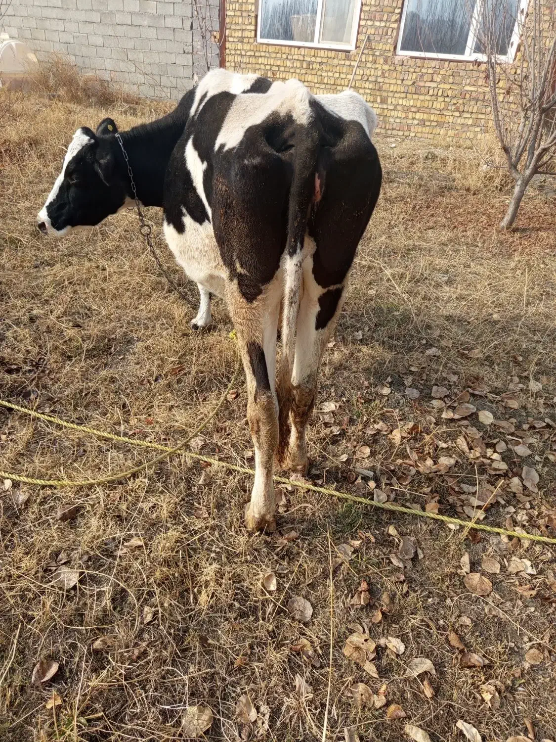 گاو شیری گوشتی|حیوانات مزرعه|نوشین شهر, |دیوار