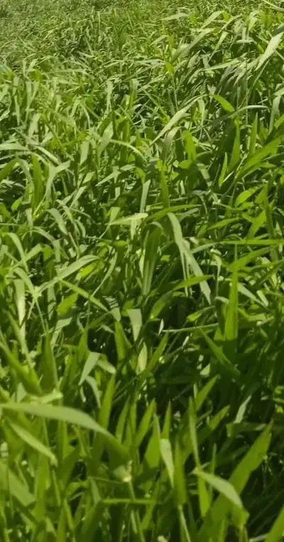 گندم|حیوانات مزرعه|آبدانان, |دیوار