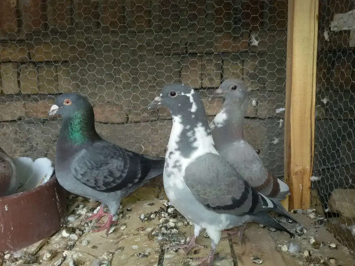 جوجه کبوتر مسافتی پلاکی آتم کفتر|پرنده|ارومیه, |دیوار