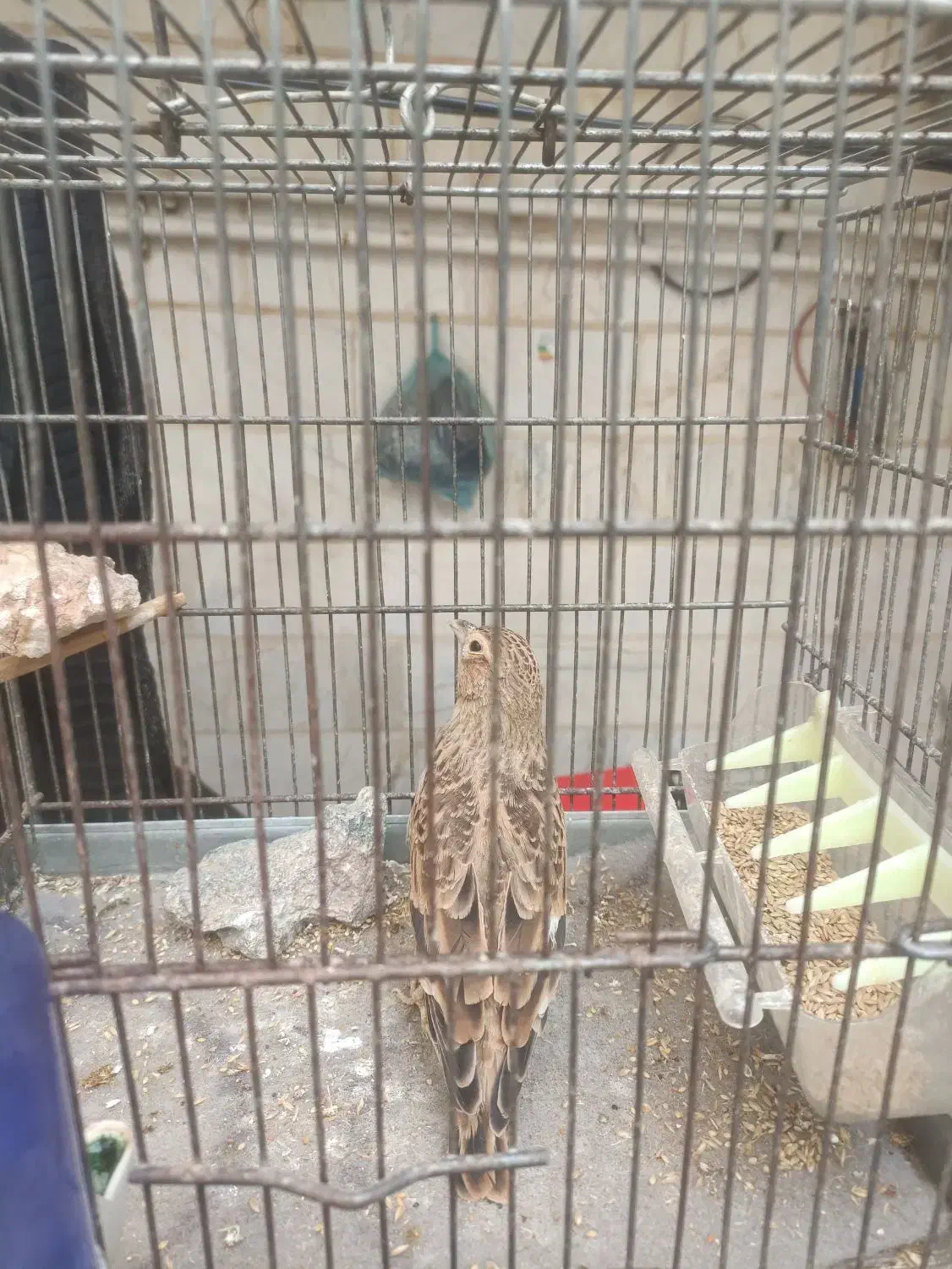 سهره خاکی نر|پرنده|الوند, |دیوار