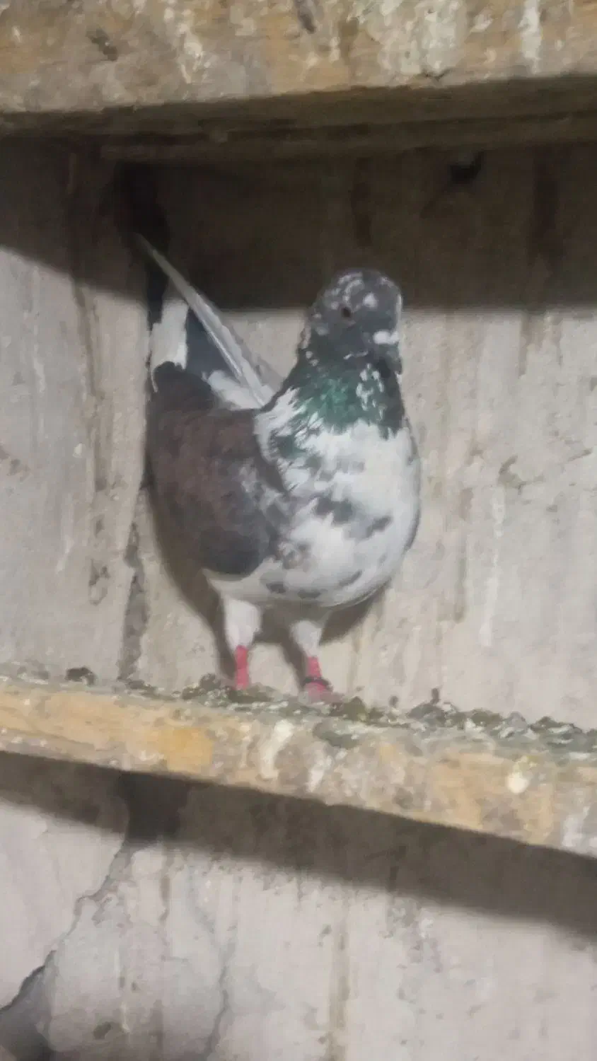 کبوتر کفتر مفت|پرنده|چالدران, |دیوار