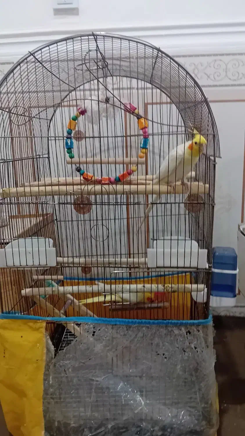 عروس هلندی|پرنده|امیدیه, |دیوار