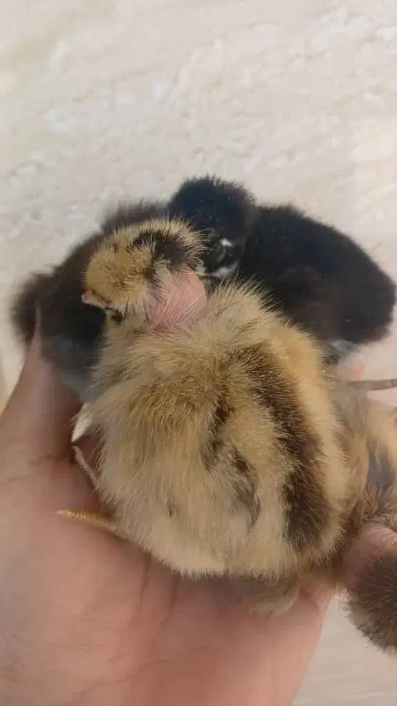 فروش جوجه محلی|حیوانات مزرعه|بهبهان, |دیوار