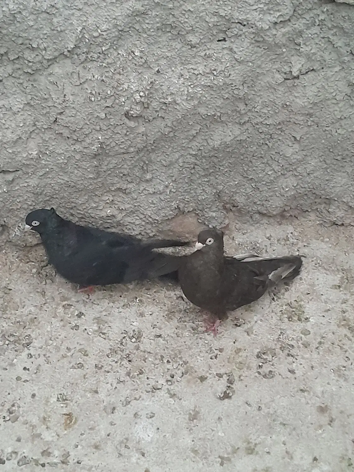 کبوتر|پرنده|شیراز, درکی|دیوار