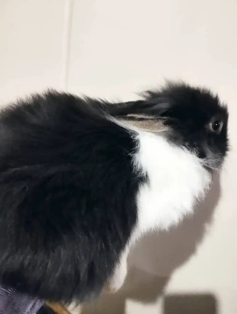 بچه خرگوش های دو رگه|موش و خرگوش|قوچان, |دیوار