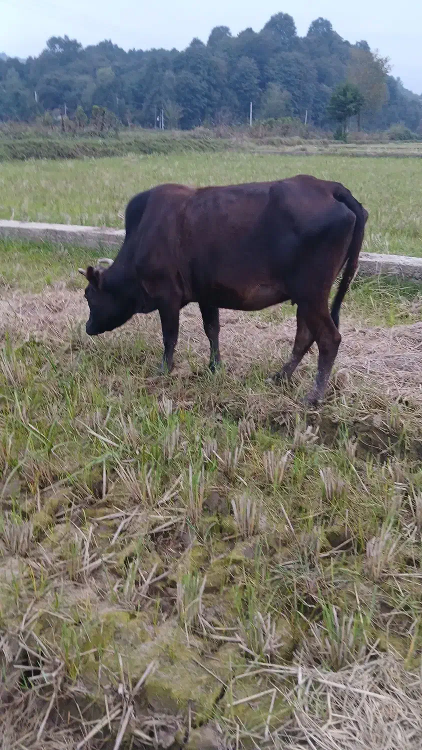 ۵راس گاو حامله|حیوانات مزرعه|رشت, گیل|دیوار