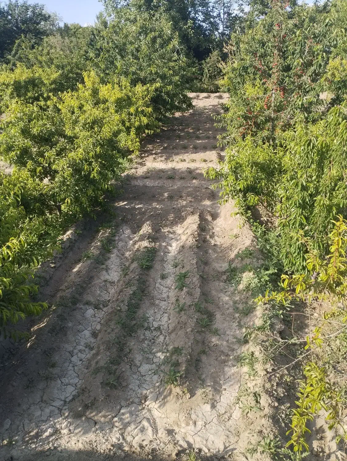 باغچه در روستای شیخ سرمست|فروش زمین و ملک کلنگی|ارومیه, |دیوار