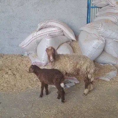 برندیل شکم اول بابره نر|حیوانات مزرعه|آبپخش, |دیوار