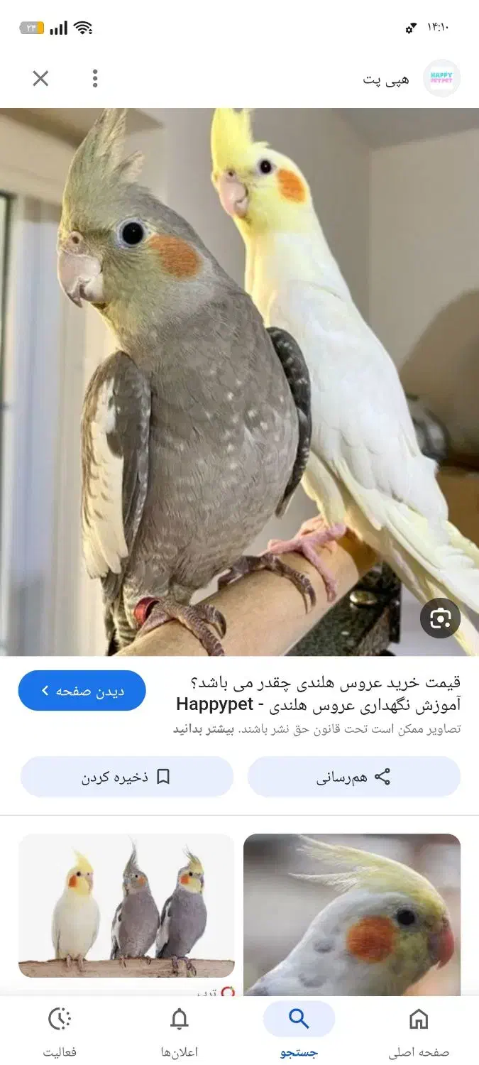 عروس هلندی گم شده|حیوانات|بهبهان, |دیوار