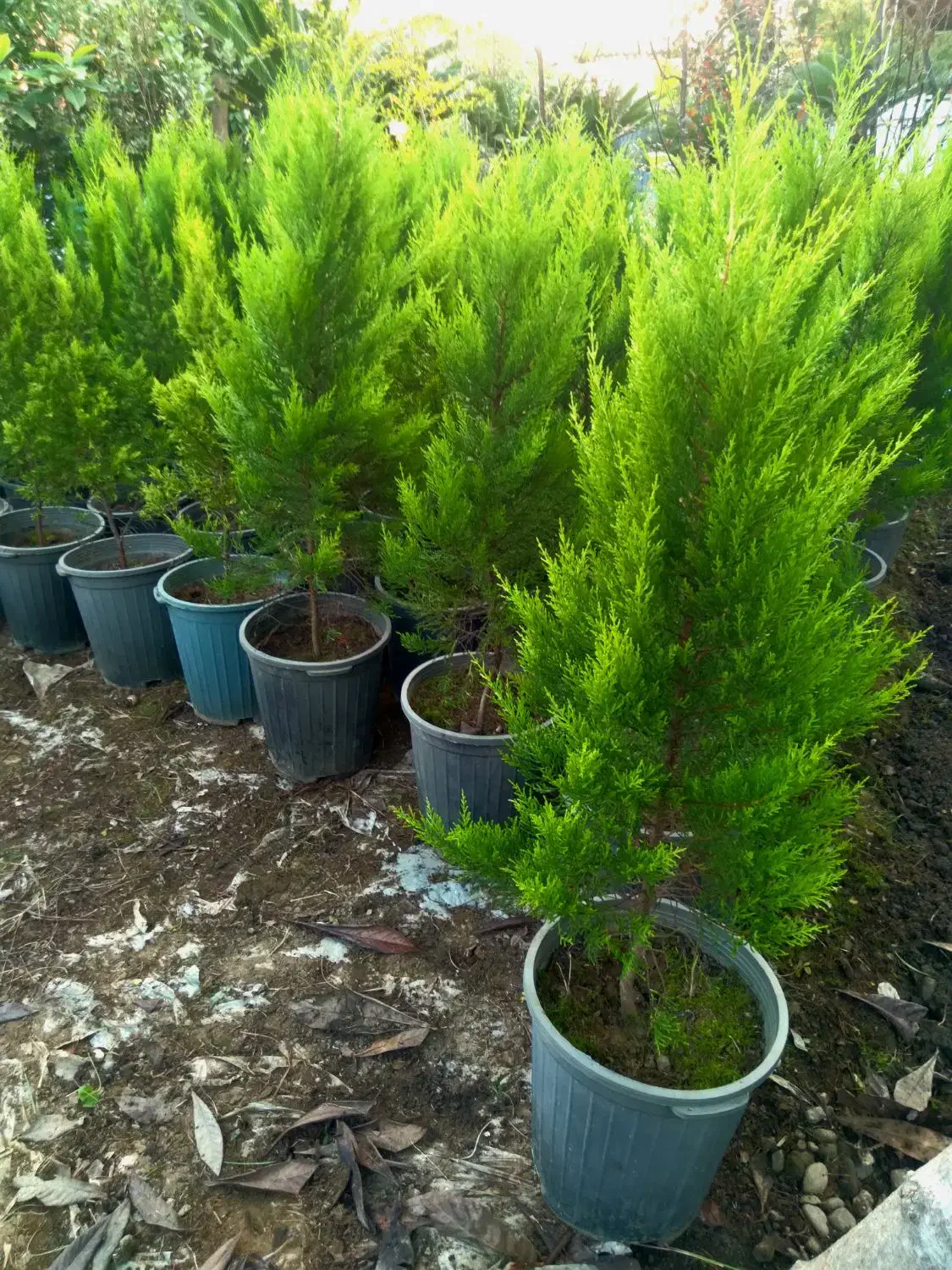 فروش انواع گل و گیاه|گل و گیاه طبیعی|رامسر, |دیوار