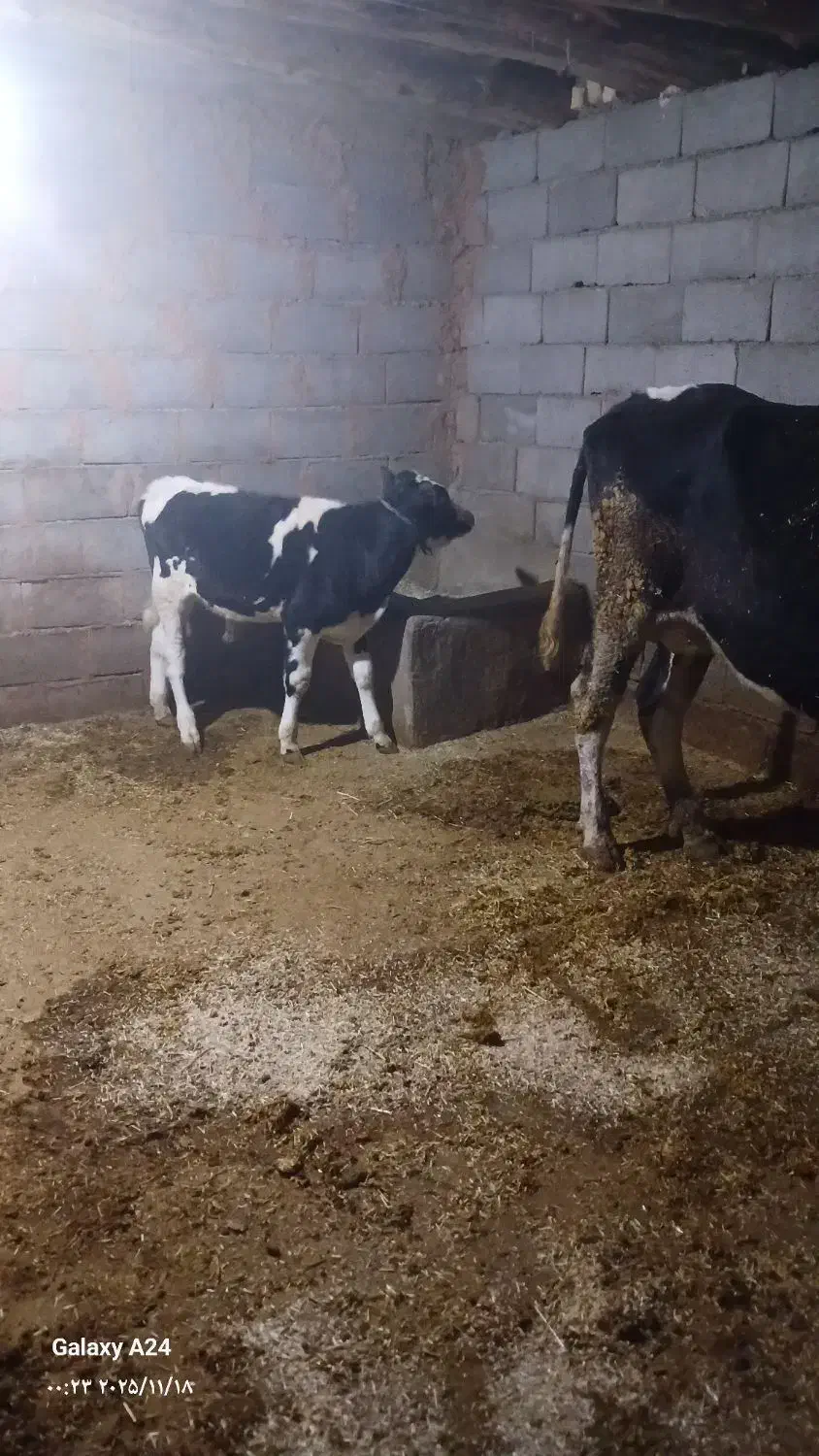 فروش یک راس گاو داشتی خوب|حیوانات مزرعه|لردگان, |دیوار
