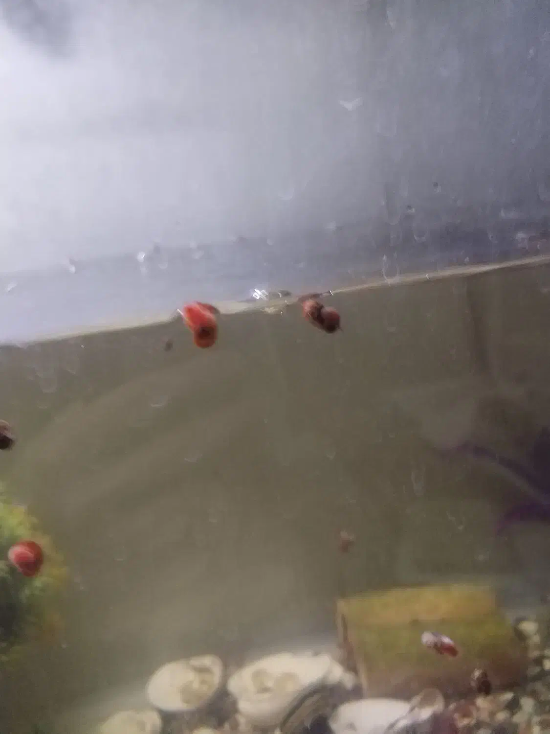 100عدد حلزون رامشور|ماهی|ری, علایین|دیوار