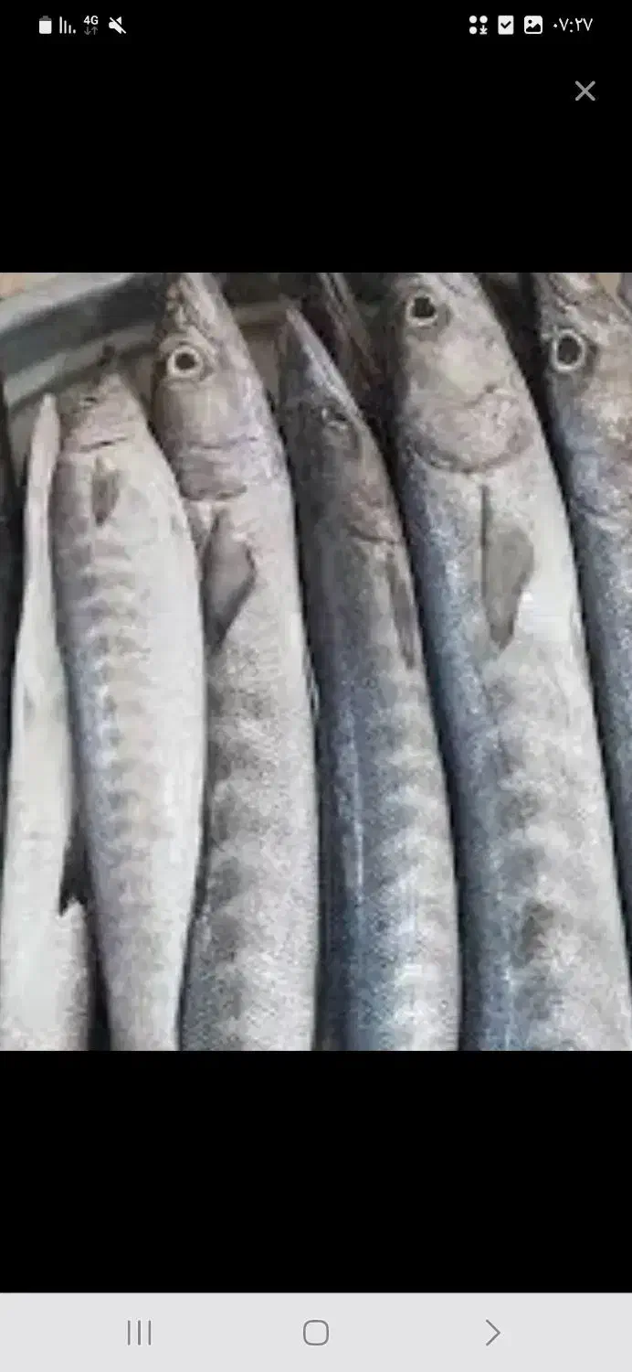 پخش ماهی جنوب خوش طعم بدون استخوان|ماهی|اسلامشهر, مظفریه|دیوار