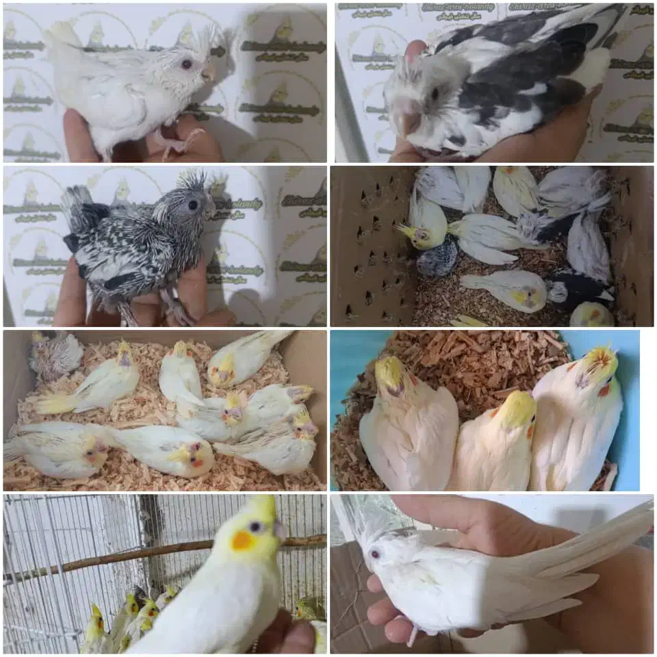 عروس هلندی|پرنده|شیراز, شهرک صدا و سیما|دیوار