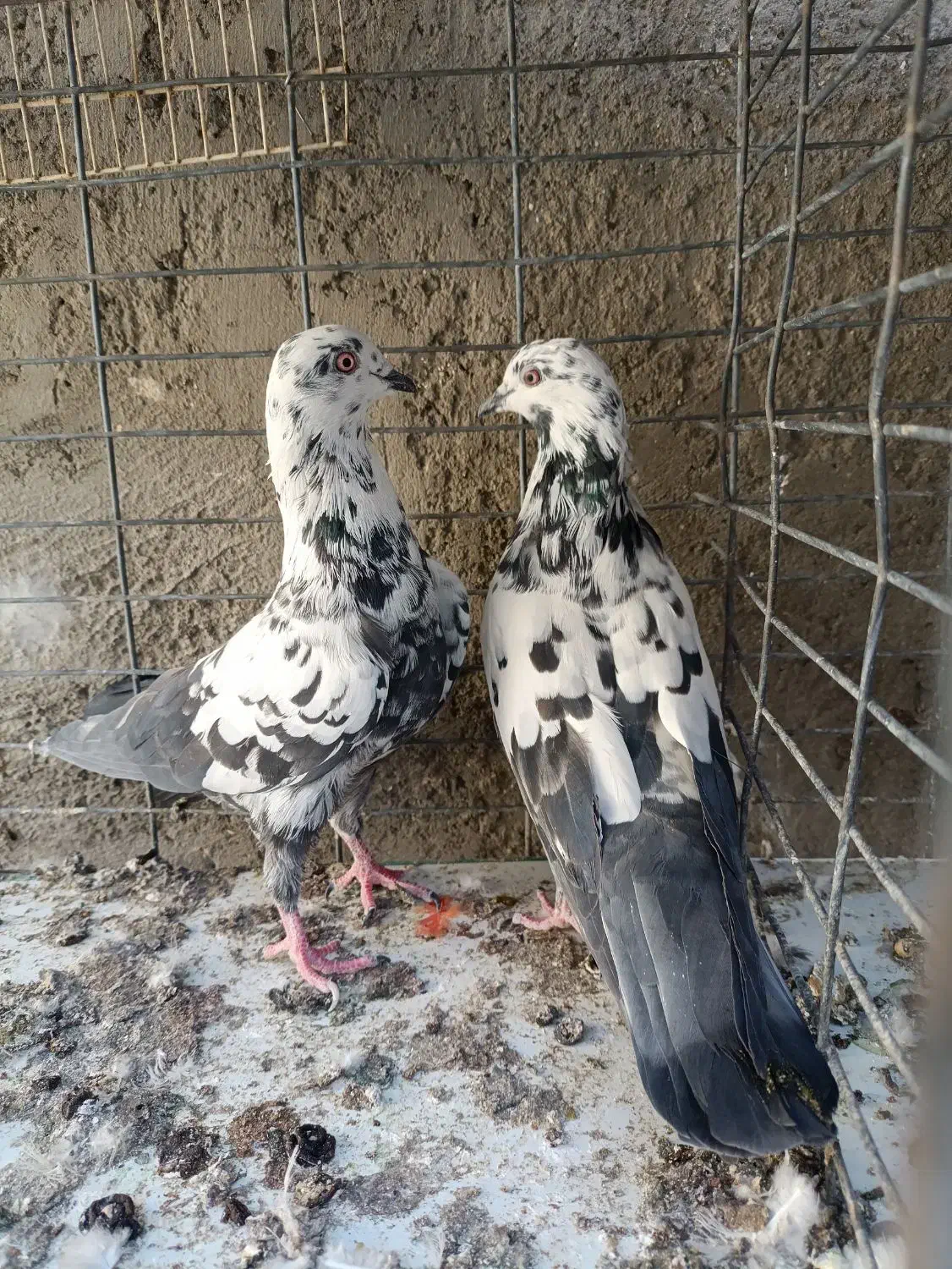 کبوتر|پرنده|سیرجان, |دیوار
