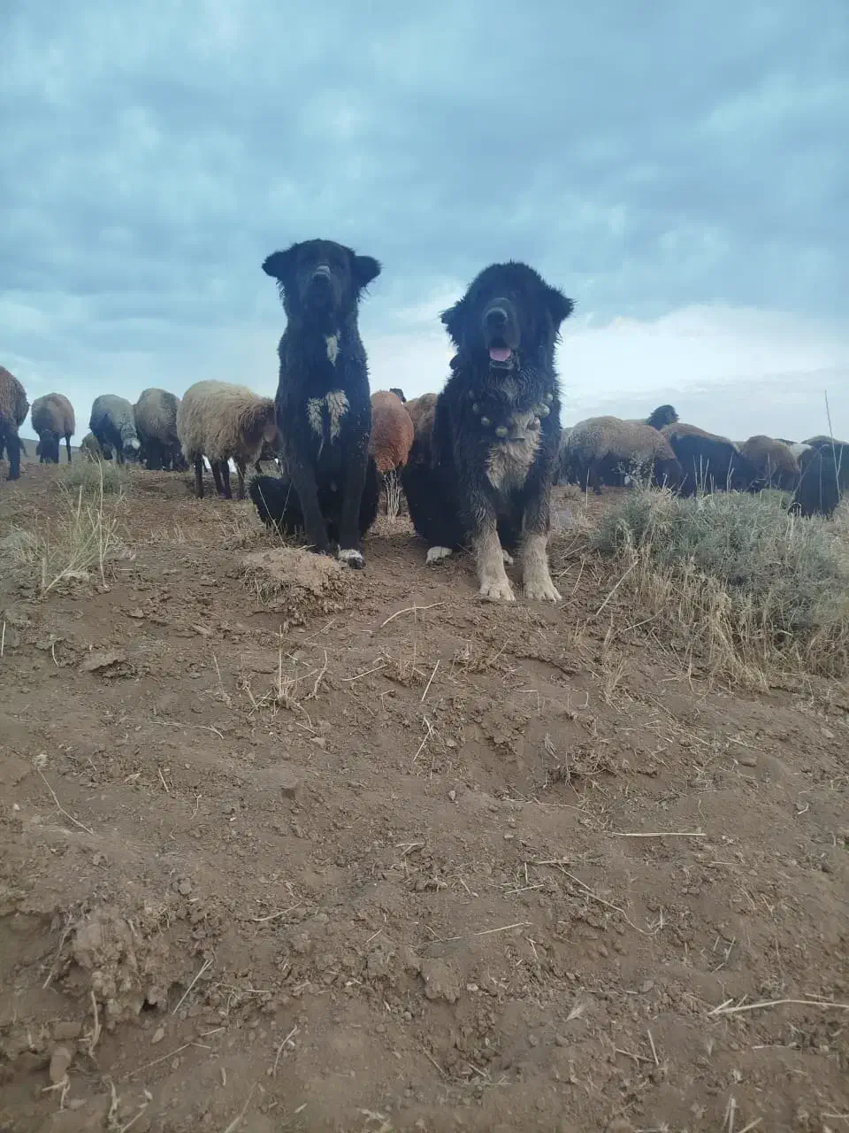 طوله نر قدر جونی|سگ|بم, |دیوار