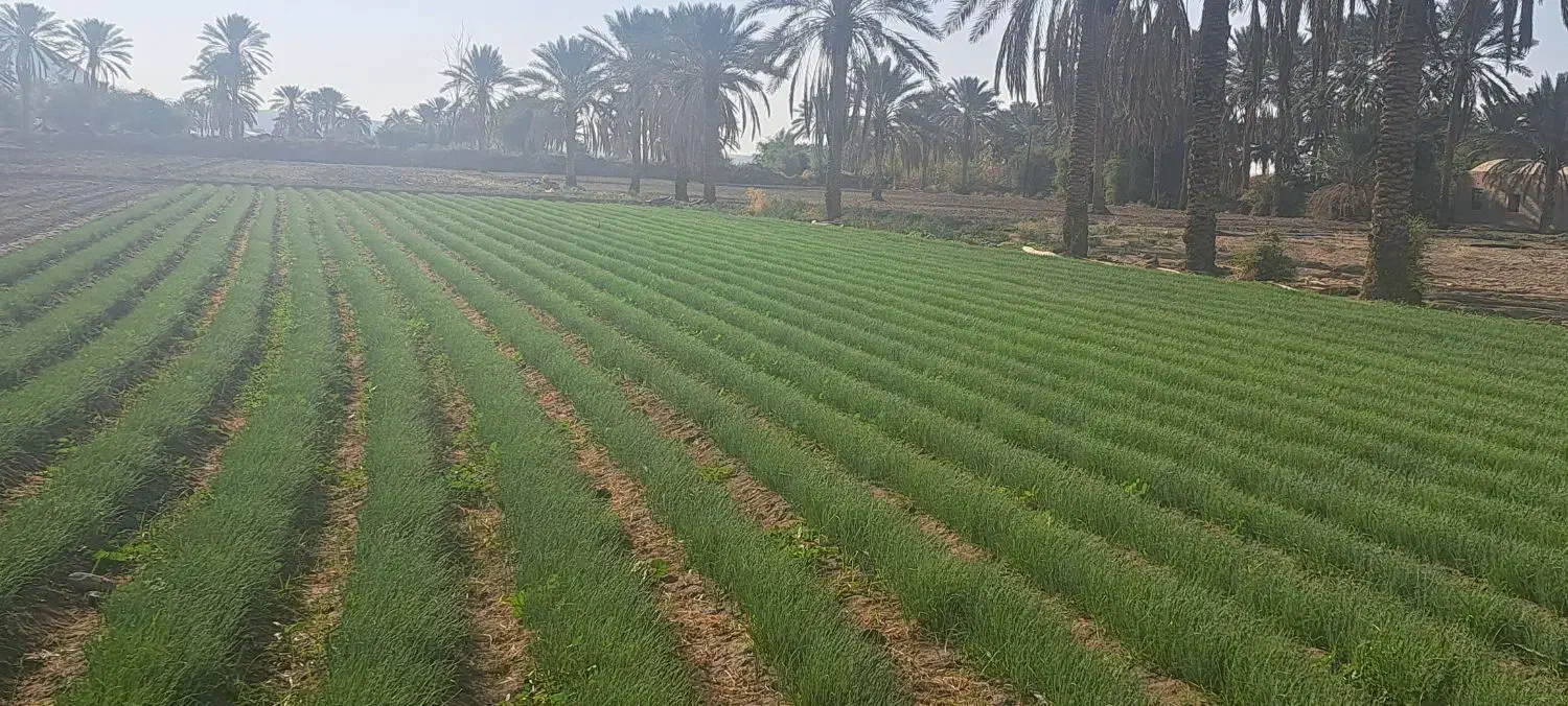 نهال پیاز مینروا|گل و گیاه طبیعی|جیرفت, |دیوار