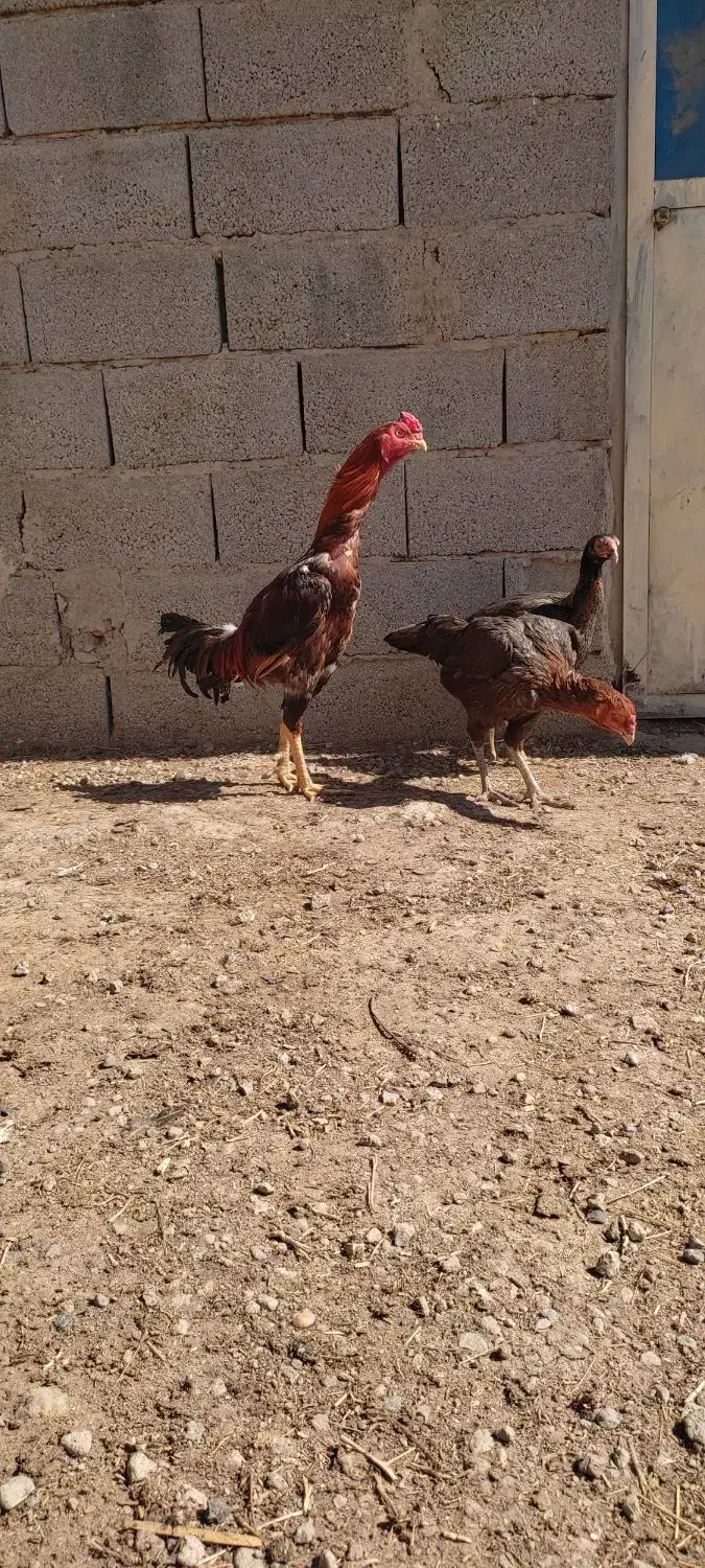 دو عدد خروس لاری و چند عدد مرغ لاری اصیل|حیوانات مزرعه|خسروشاه, |دیوار