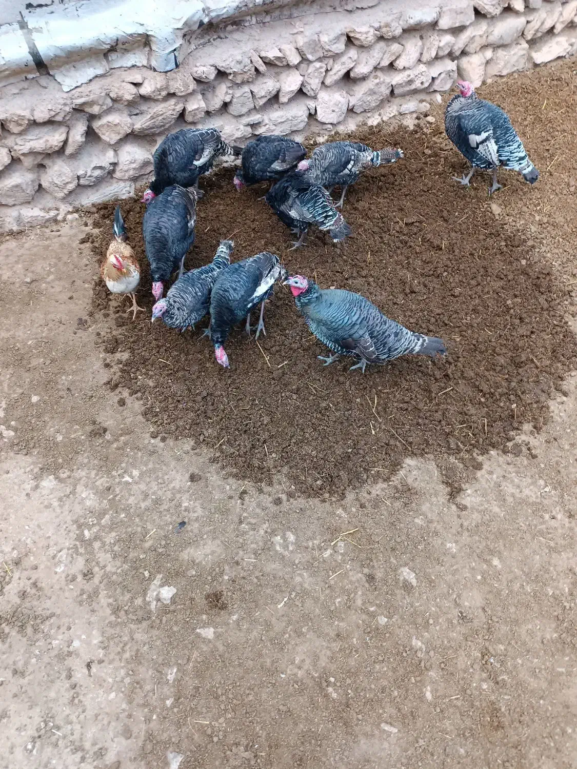 بوقلمون|حیوانات مزرعه|قره ضیاالدین, |دیوار