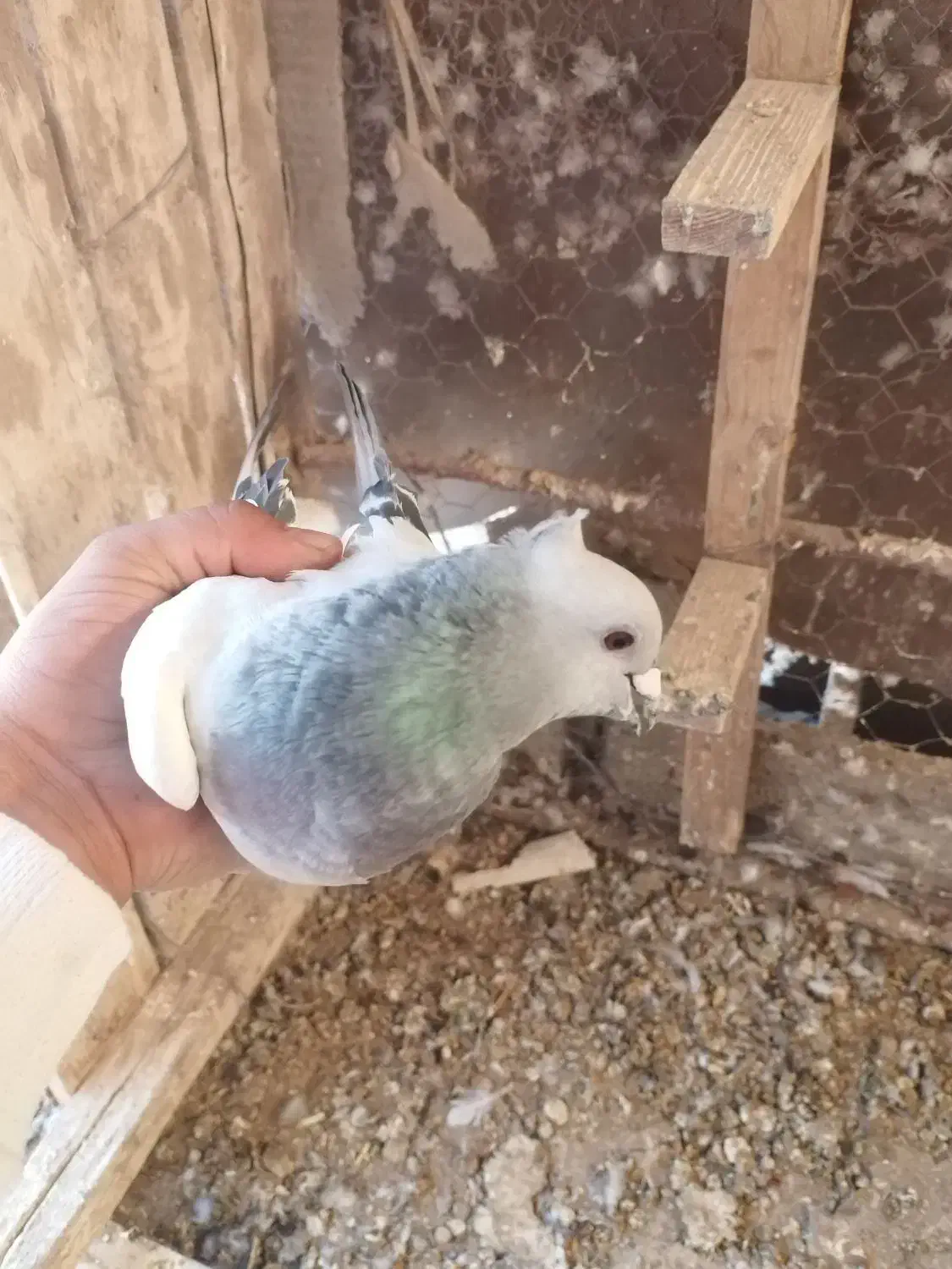 بدرنگ|پرنده|یزدان شهر, |دیوار