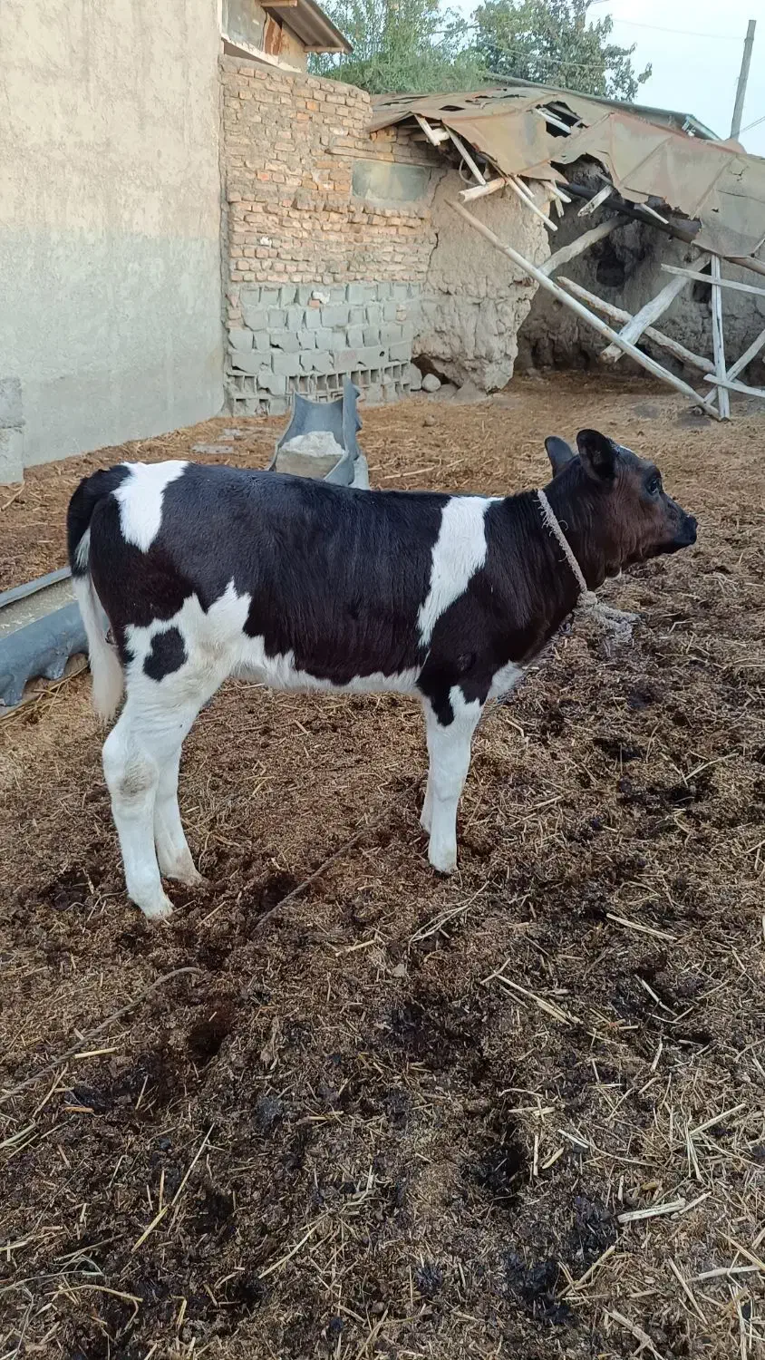 گوساله ماده|حیوانات مزرعه|گرگان, |دیوار