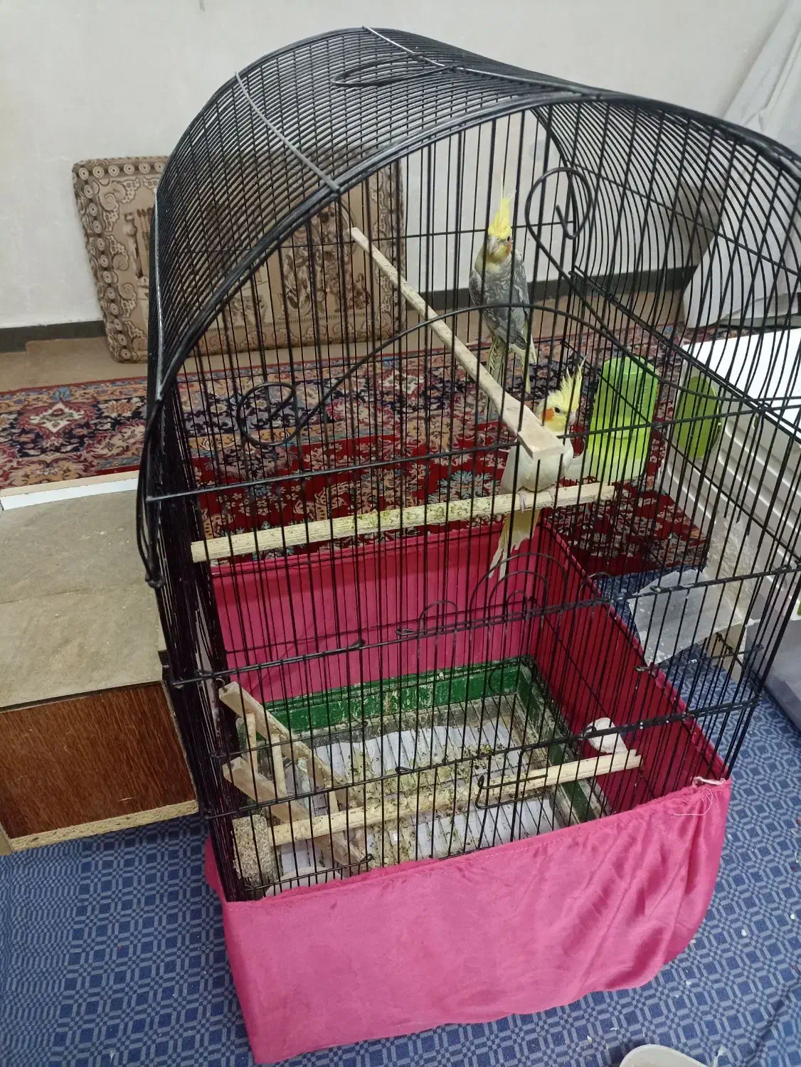 فروش دو جفت عروس هلندی|پرنده|خرمشهر, |دیوار