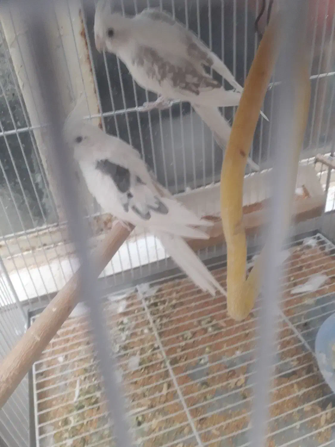 گرینچیک وعروس هلندی|پرنده|شیراز, آزادی|دیوار