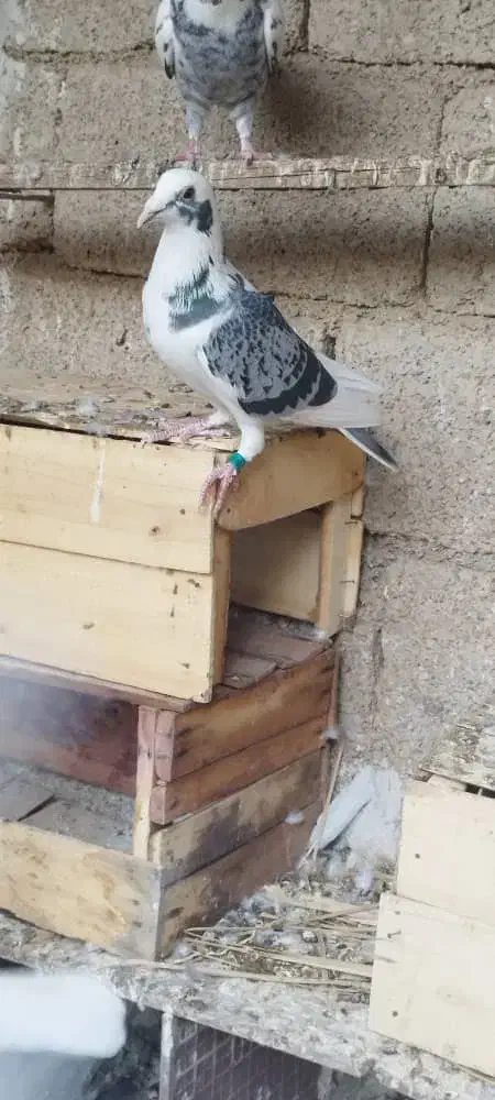 کبوتر پلاکی|پرنده|شبانکاره, |دیوار