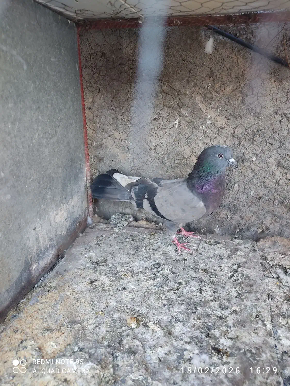 کفتر|پرنده|سیرجان, |دیوار