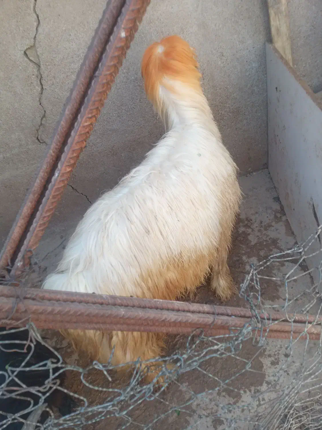 بره‌کری|حیوانات مزرعه|مسجد سلیمان, |دیوار