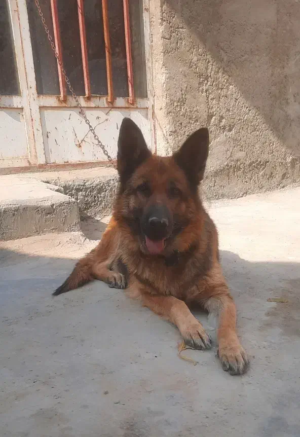 سگ ژرمن ماده|سگ|فلاورجان, |دیوار