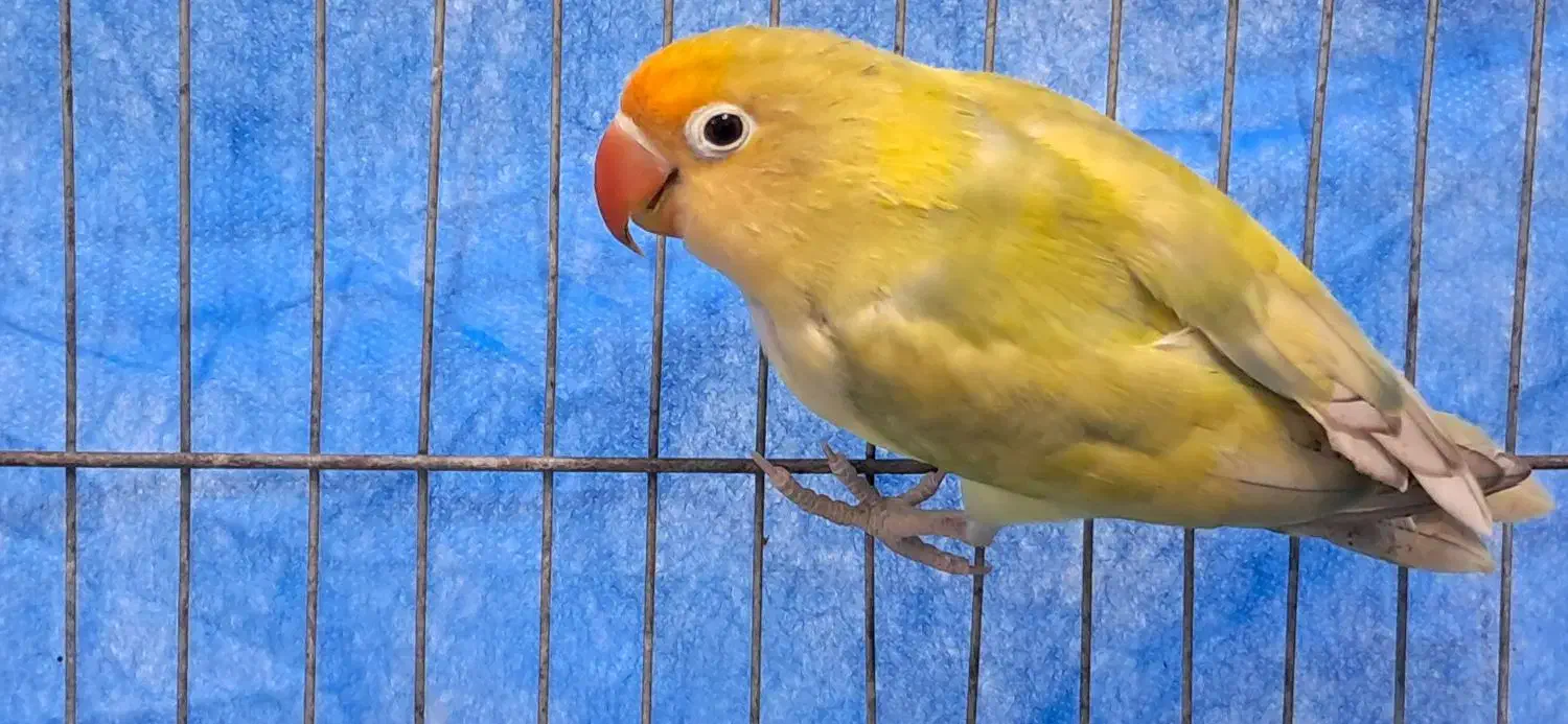 طوطی برزیلی نر|پرنده|رشت, شهرک صبا|دیوار