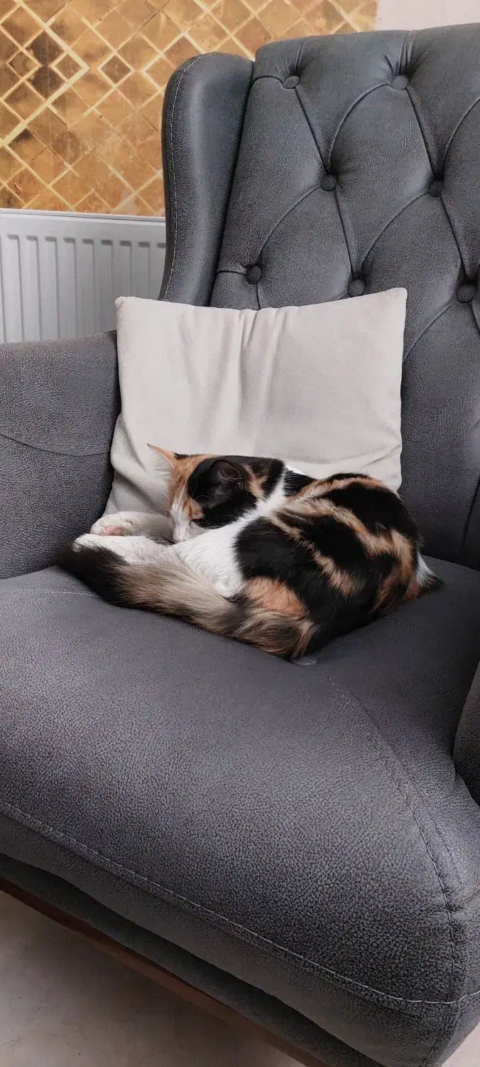 واگذاری گربه|گربه|مشکین‌دشت, |دیوار