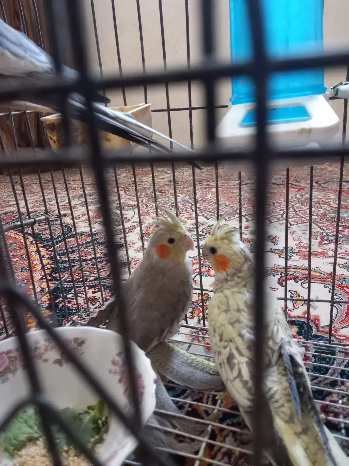 حراج سه عددعروس هلندی فقط دومیلیون|پرنده|اهواز, شریعتی جنوبی|دیوار