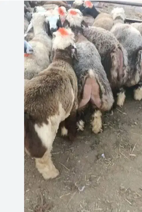 فروش گوسفند زنده کهره وبره|حیوانات مزرعه|شیراز, نصرآباد|دیوار