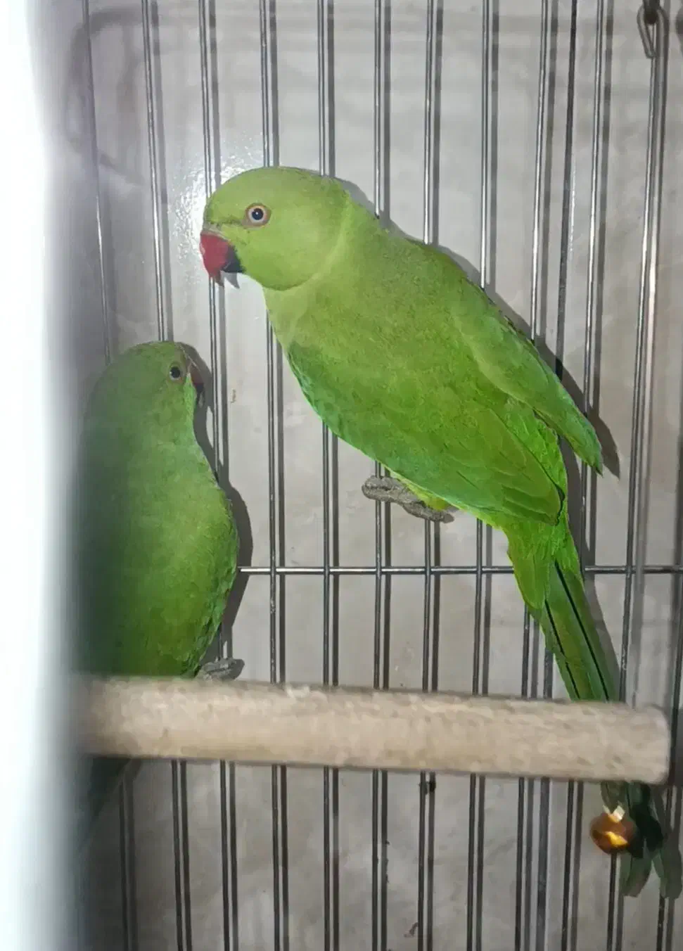 ط و|پرنده|یاسوج, |دیوار